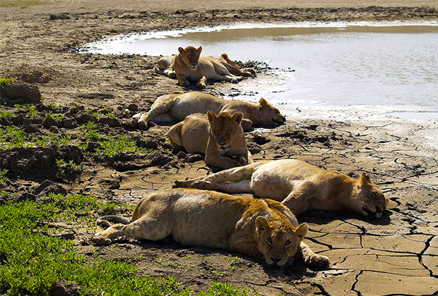 Tanzania Budget Safari Day 6
